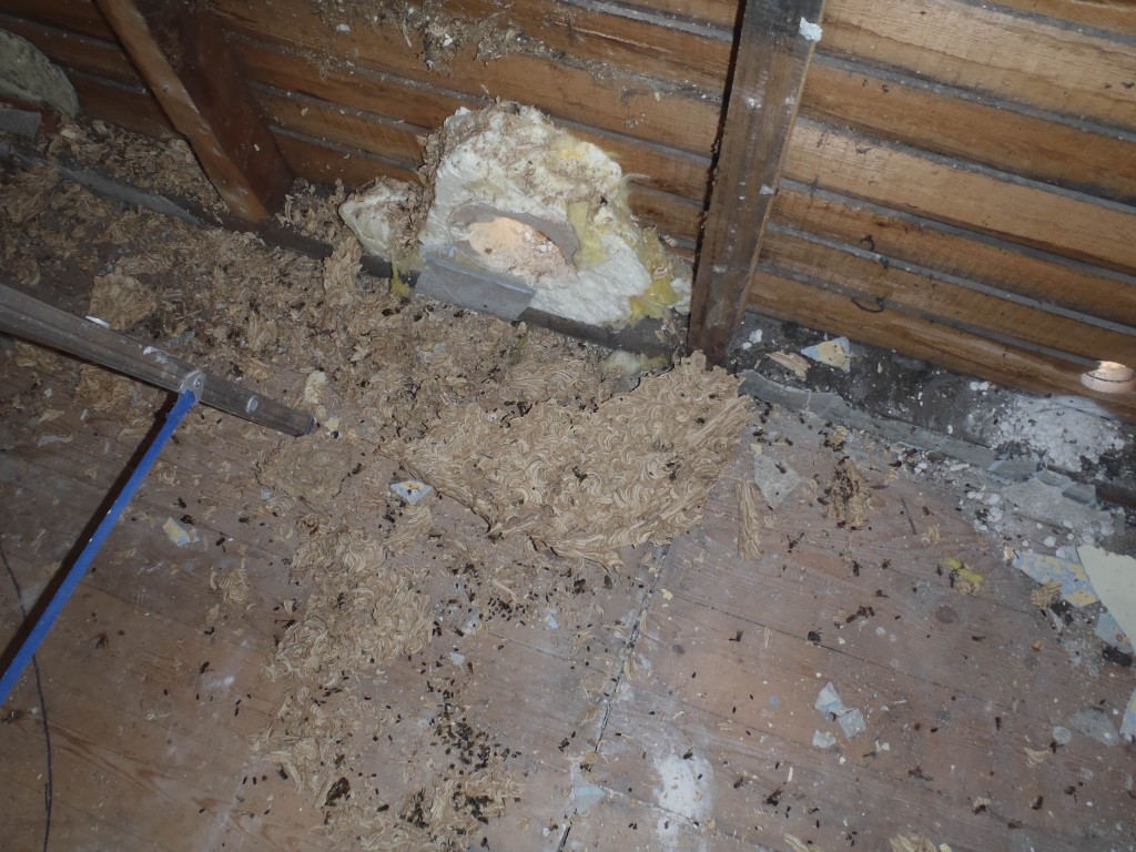 Ye olde Wasp's nest
