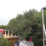Clearing Away Equipment and Rubbish .. but Diverted to Hedge Trimming Instead!
